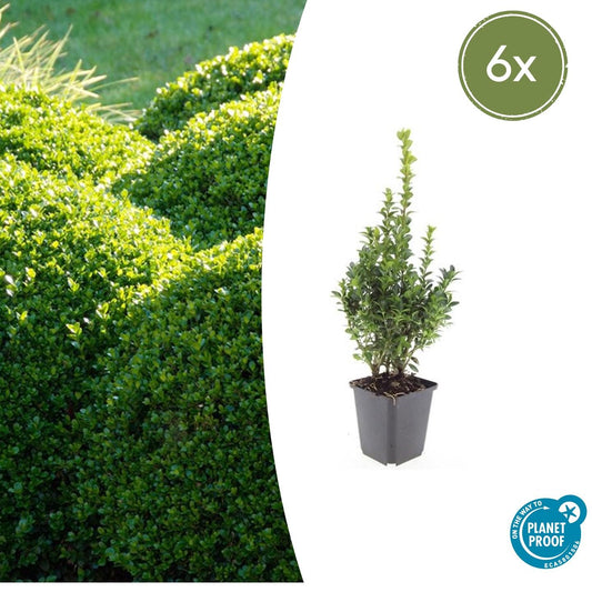 6x Buxus Sempervirens - ↕10-25cm - Ø9cm - Pflanzfix24.de - Pflanzfix24.de