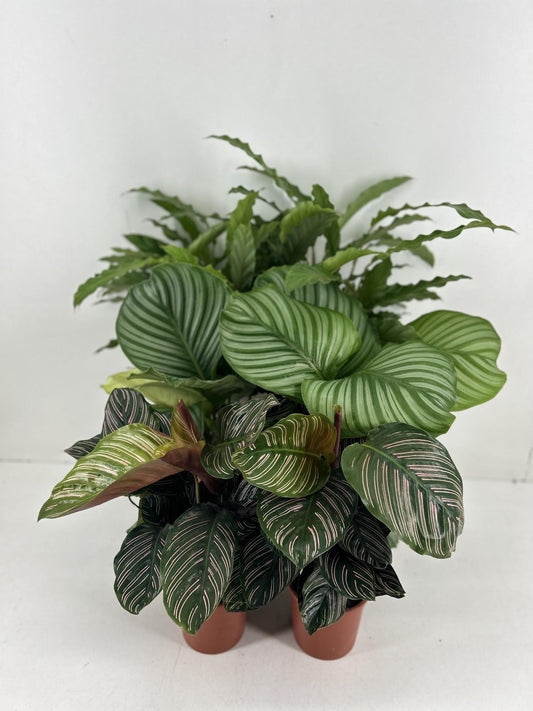 Calathea Mix P14cm - Pflanzfix24.de - Pflanzfix24.de