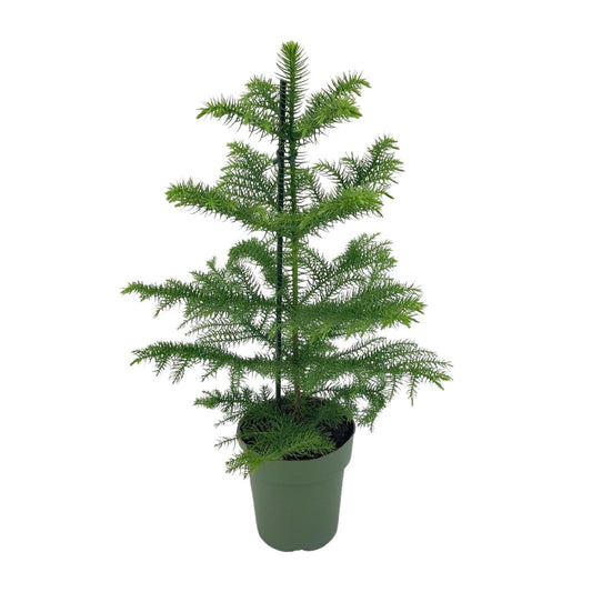Araucaria Heterophylla - Ø14cm - ↕40cm - Pflanzfix24