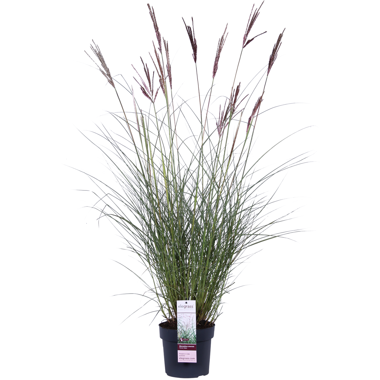 Miscanthus sinensis Ferner Osten - Ø19cm - ↕50cm - Pflanzfix24