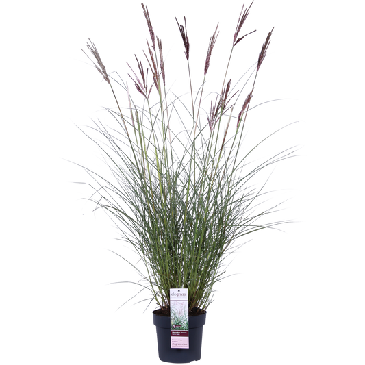 Miscanthus sinensis Ferner Osten - Ø19cm - ↕50cm - Pflanzfix24