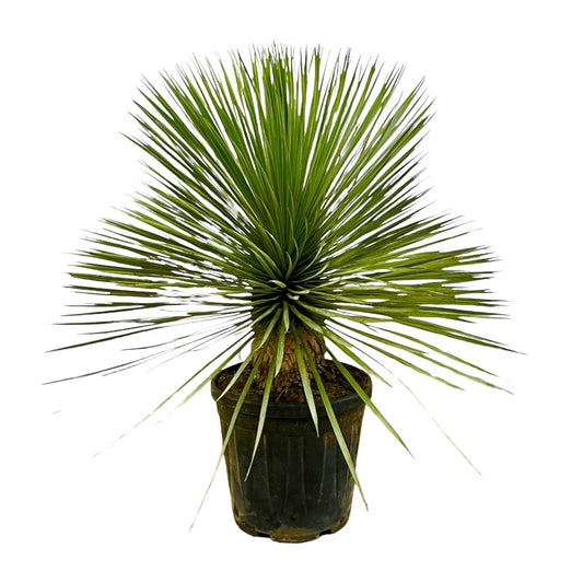 Yucca Rostrata 70 cm Stamm im Ø27 cm Topf – Pflanzfix24.de - Pflanzfix24.de