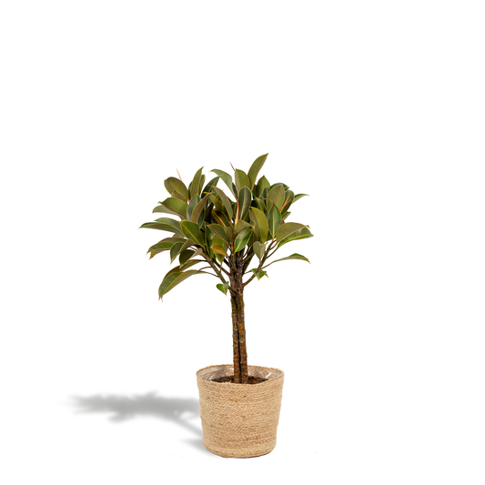 Ficus elastica Melany Stiel + Körbchen Selin - ↨90cm - Ø21cm bei Pflanzfix24