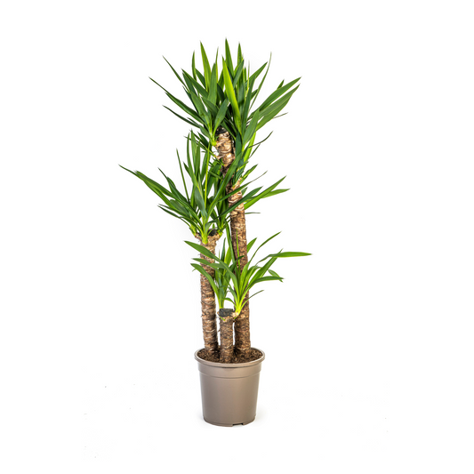 Yucca Elephantipes Ø24cm | Zimmerpflanze 120-140cm – Pflanzfix24.de - Pflanzfix24.de
