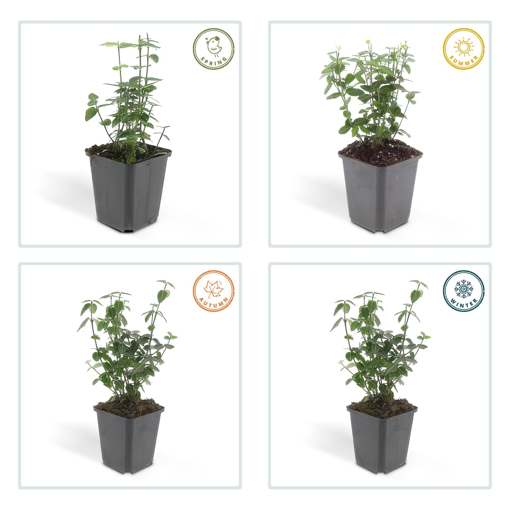 40x Euonymus fortunei radicans - ↕10-25cm - Ø9cm - Pflanzfix24.de - Pflanzfix24.de