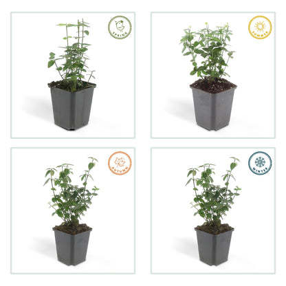 40x Euonymus fortunei radicans - ↕10-25cm - Ø9cm - Pflanzfix24.de - Pflanzfix24.de