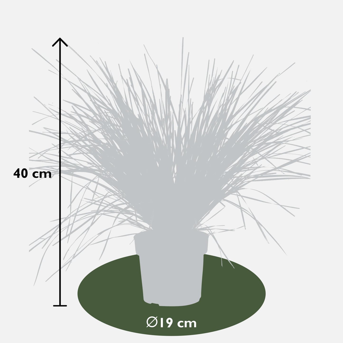 Lomandra 'White Sands' - Ø19cm - ↕40cm - Pflanzfix24