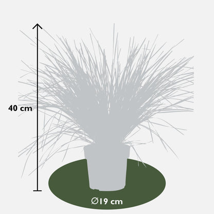 Lomandra 'White Sands' - Ø19cm - ↕40cm - Pflanzfix24