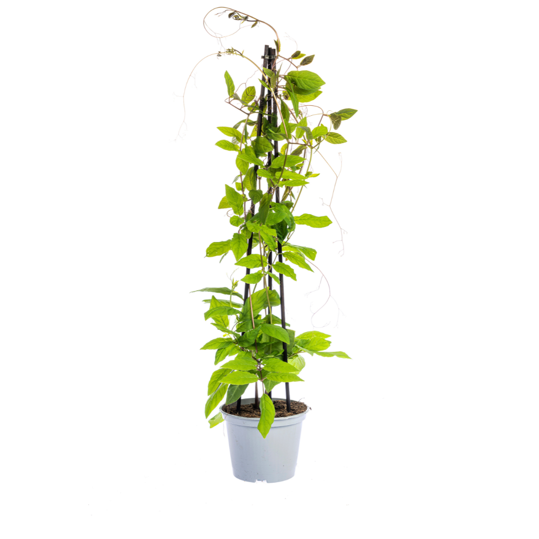 4er Mix Kletterpflanzen: Rhodochiton, Cobea, Lathyrus & Ipomoea - Pflanzfix24