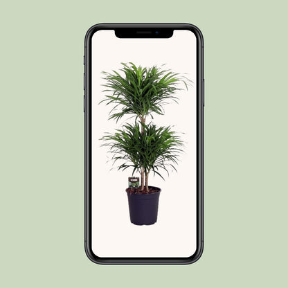 Dracaena Reflexa Anita - Ø24cm - ↕90cm - Pflanzfix24