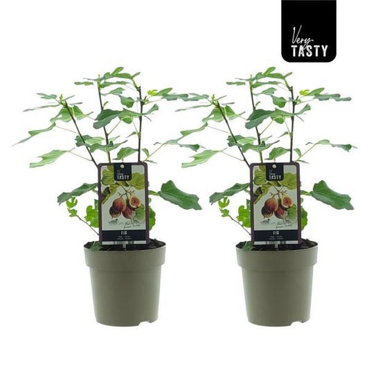 Ficus Brown Turkey - 2er Set - Ø15cm - Pflanzfix24.de - Pflanzfix24.de