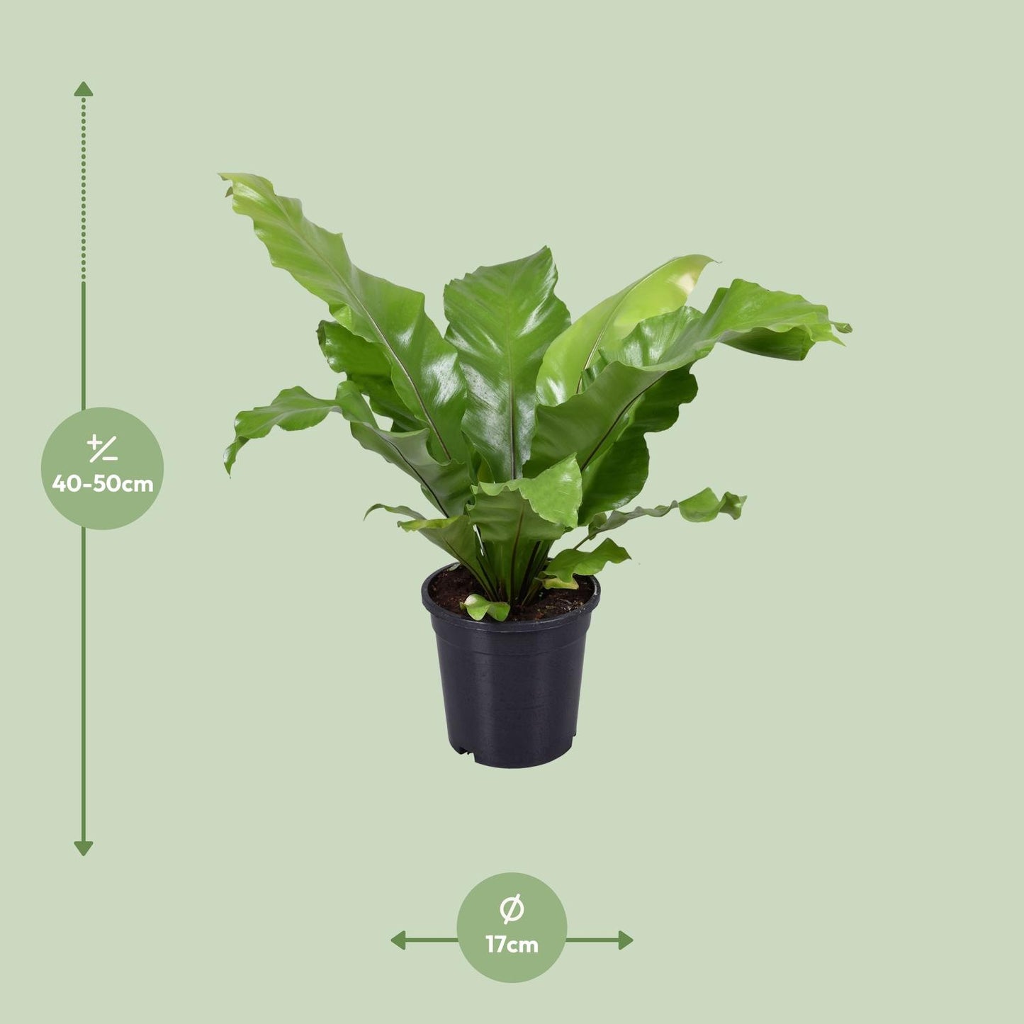 Asplenium Nidus - Ø17cm - ↕45cm - Pflanzfix24