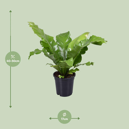 Asplenium Nidus - Ø17cm - ↕45cm - Pflanzfix24