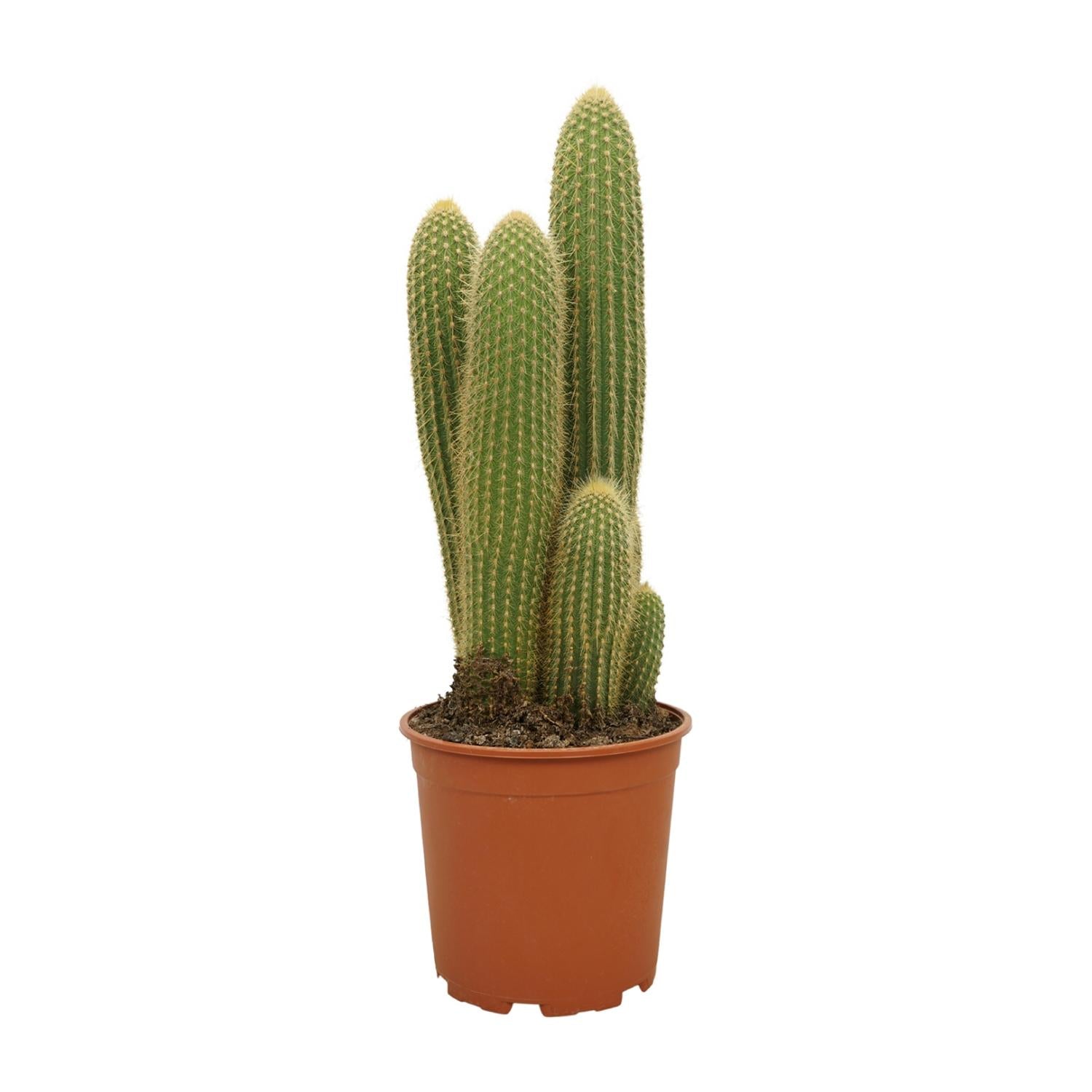 Vatricania Guentheri Ø21cm, 55cm hoch – Pflanzfix24.de - Pflanzfix24.de