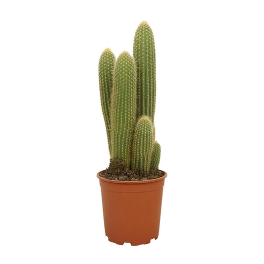 Vatricania Guentheri Ø21cm, 55cm hoch – Pflanzfix24.de - Pflanzfix24.de