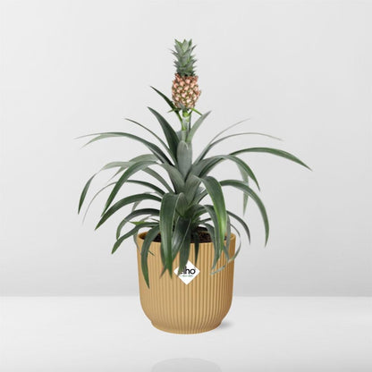 Ananas Mi Amigo in ELHO Vibes Fold 14cm geel - pflanzfix24