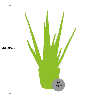 Aloe Vera 12cm in ELHO b.for rock 14 cm warm grey - Pflanzfix24