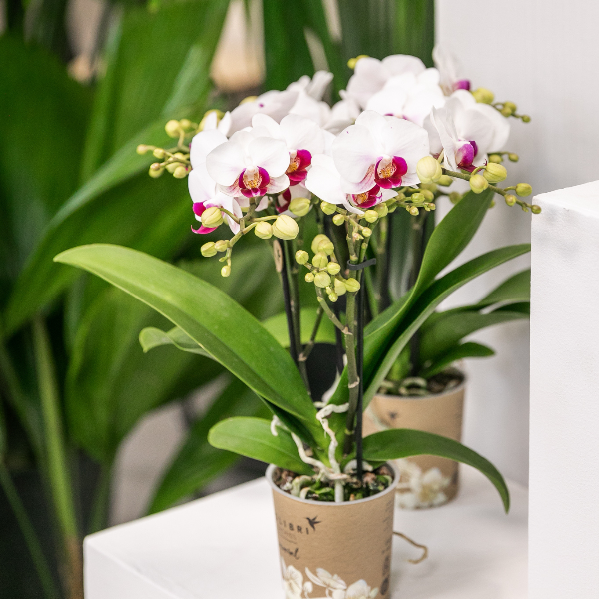 Kolibri Orchideen Phalaenopsis Mineral Gibraltar Weiß Ø9cm – Pflanzfix24.de - Pflanzfix24.de