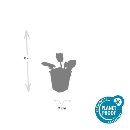 6x Salvia nemorosa 'Mainacht' Ø9cm – Blühende Staude bei Pflanzfix24