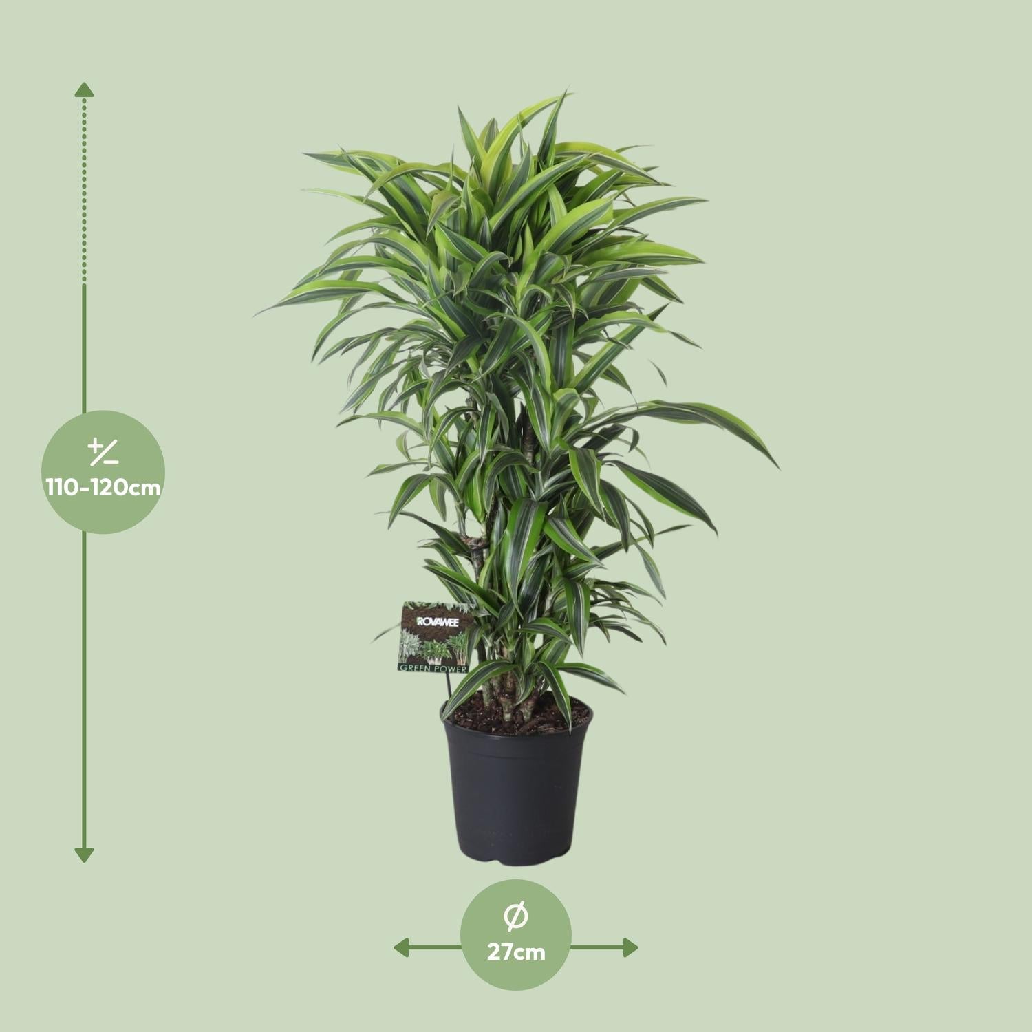 Dracaena Fragrans Lemon Lime Vertakt - Ø27cm - ↕120cm - Pflanzfix24.de - Pflanzfix24.de