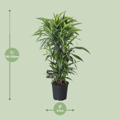 Dracaena Fragrans Lemon Lime Vertakt - Ø27cm - ↕120cm - Pflanzfix24.de - Pflanzfix24.de