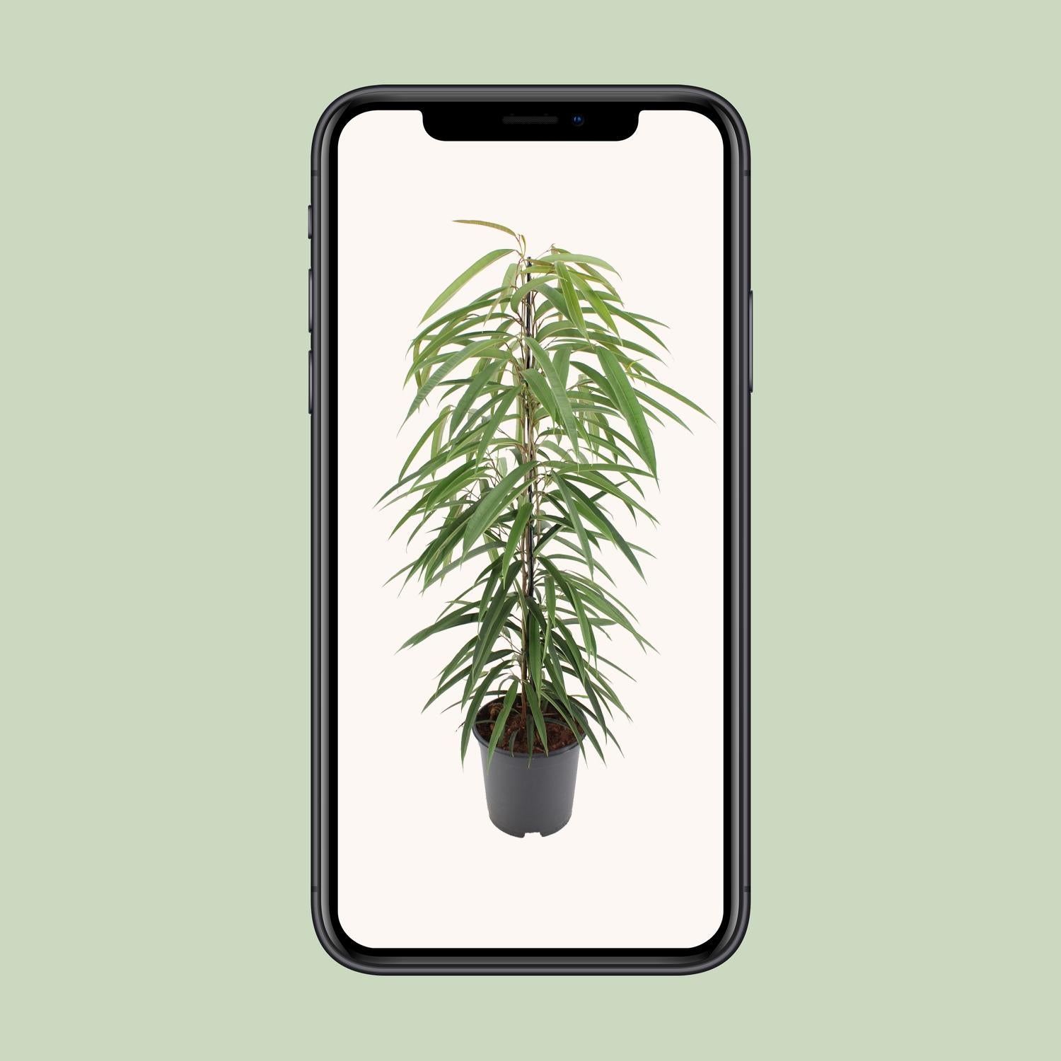 Ficus Binnendijkii Alii - Ø21cm - ↕80cm - Pflanzfix24.de - Pflanzfix24.de