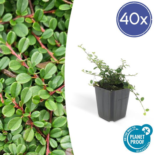 40x Cotoneaster pr. 'Streib's Findling' - ↕10-25cm - Ø9cm - Pflanzfix24.de - Pflanzfix24.de
