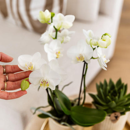 Pflanzset Luxury Living – Orchidee & Grünpflanzen | Pflanzfix24.de - Pflanzfix24.de