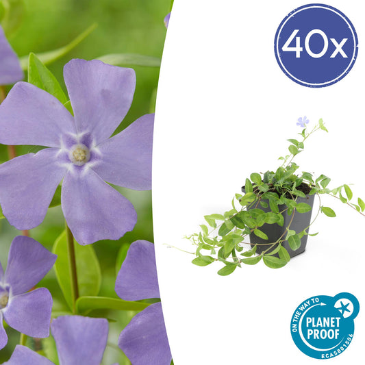 40x Vinca minor 'La Grave' - ↕10-25cm - Ø9cm - Pflanzfix24.de - Pflanzfix24.de