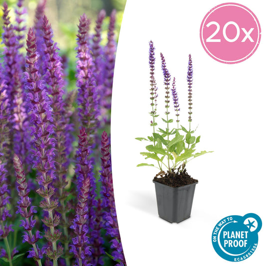 20x Salvia nem. 'Ostfriesland' - Pflanzfix24.de - Pflanzfix24.de