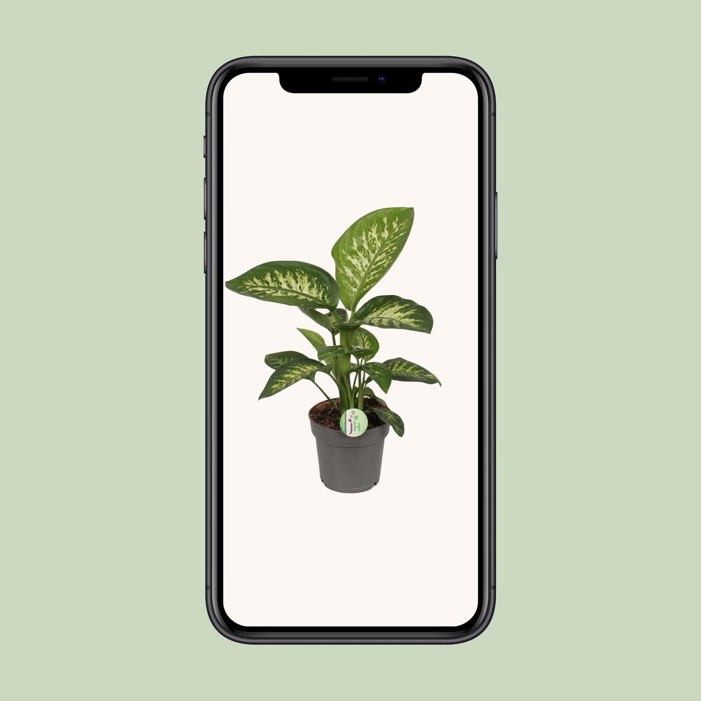 Dieffenbachia Reeva - Ø17cm - ↕50cm - Pflanzfix24