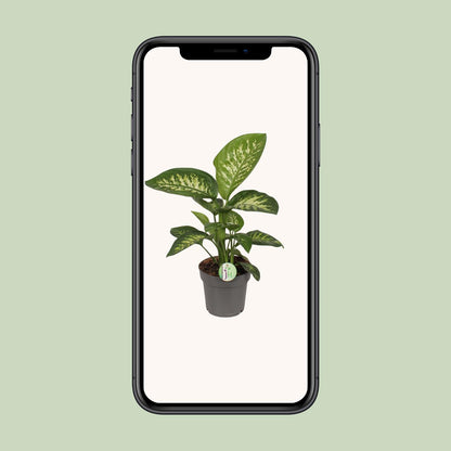 Dieffenbachia Reeva - Ø17cm - ↕50cm - Pflanzfix24