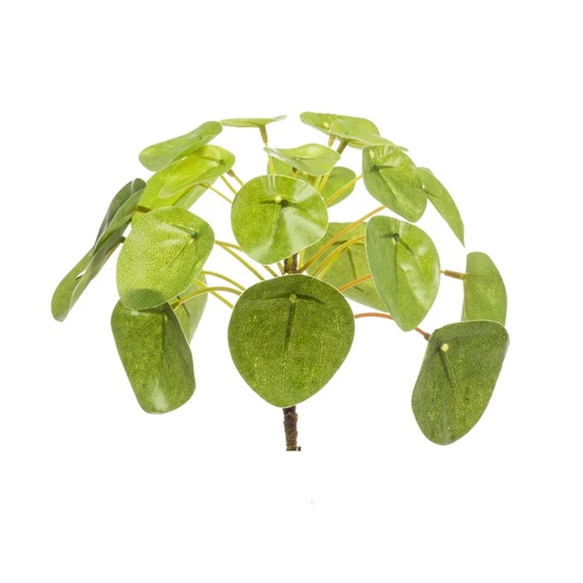 Pilea Mini Bush Ø13cm – kompakte Zimmerpflanze | Pflanzfix24.de - Pflanzfix24.de