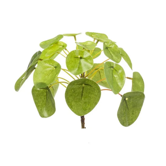 Pilea Mini Bush Ø13cm – kompakte Zimmerpflanze | Pflanzfix24.de - Pflanzfix24.de