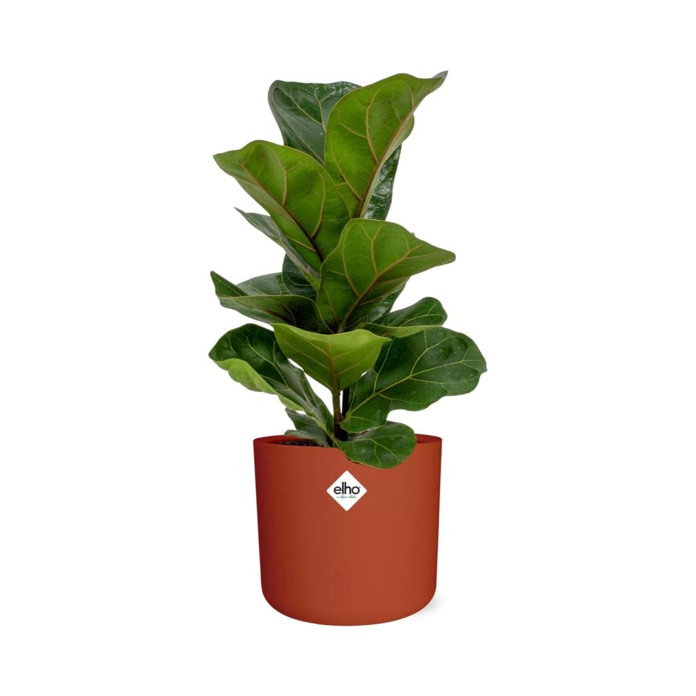 Ficus Lyrata 'Bambino' in ELHO b.for soft rond 14cm brique - Pflanzfix24