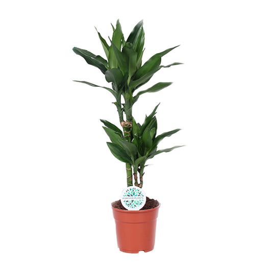 Dracaena Janet Lind - Ø17cm - ↕70cm - pflanzfix24