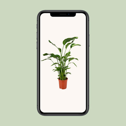 Strelitzia Nicolai 4 Stek 100-120cm - Pflanzfix24