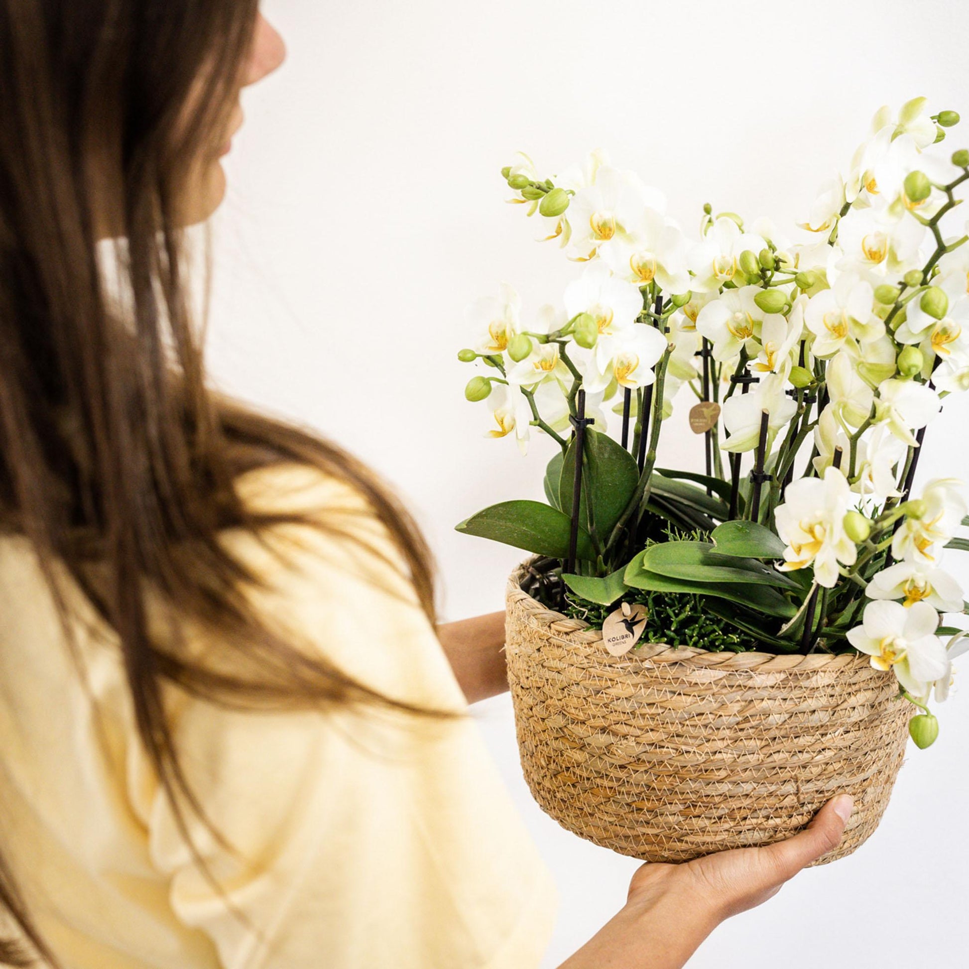 Kolibri Orchideen Set Weiß mit Wassertank – Pflanzfix24.de - Pflanzfix24.de