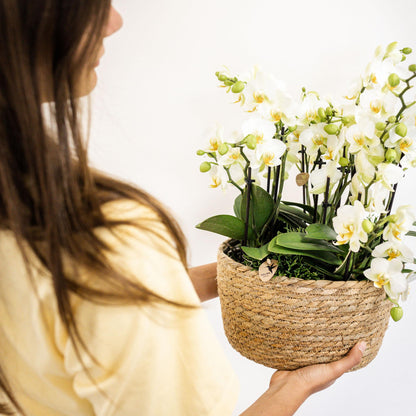Kolibri Orchideen Set Weiß mit Wassertank – Pflanzfix24.de - Pflanzfix24.de
