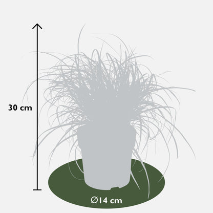 Uncinia rubra Everflame - Ø19cm - Pflanzfix24