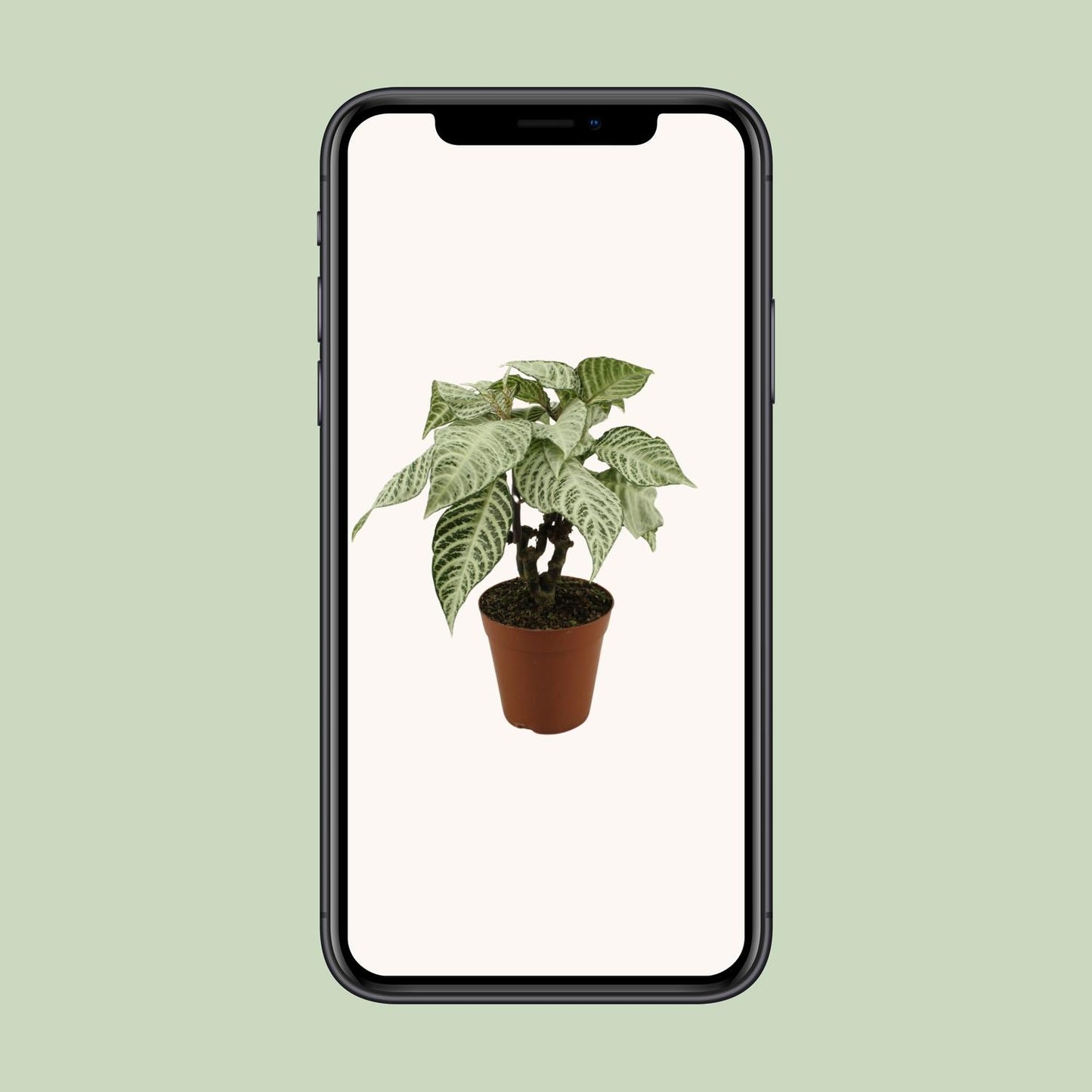 Aphelandra White Wash - Ø15cm - ↕50cm - Pflanzfix24