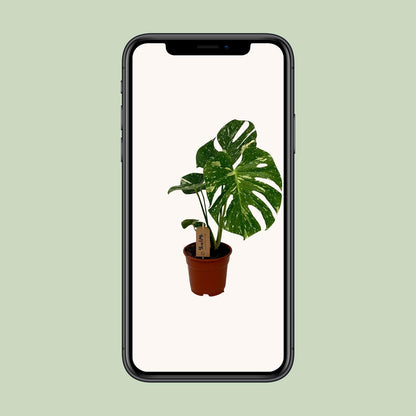 Monstera Deliciosa - Ø17cm - ↕50cm - Pflanzfix24