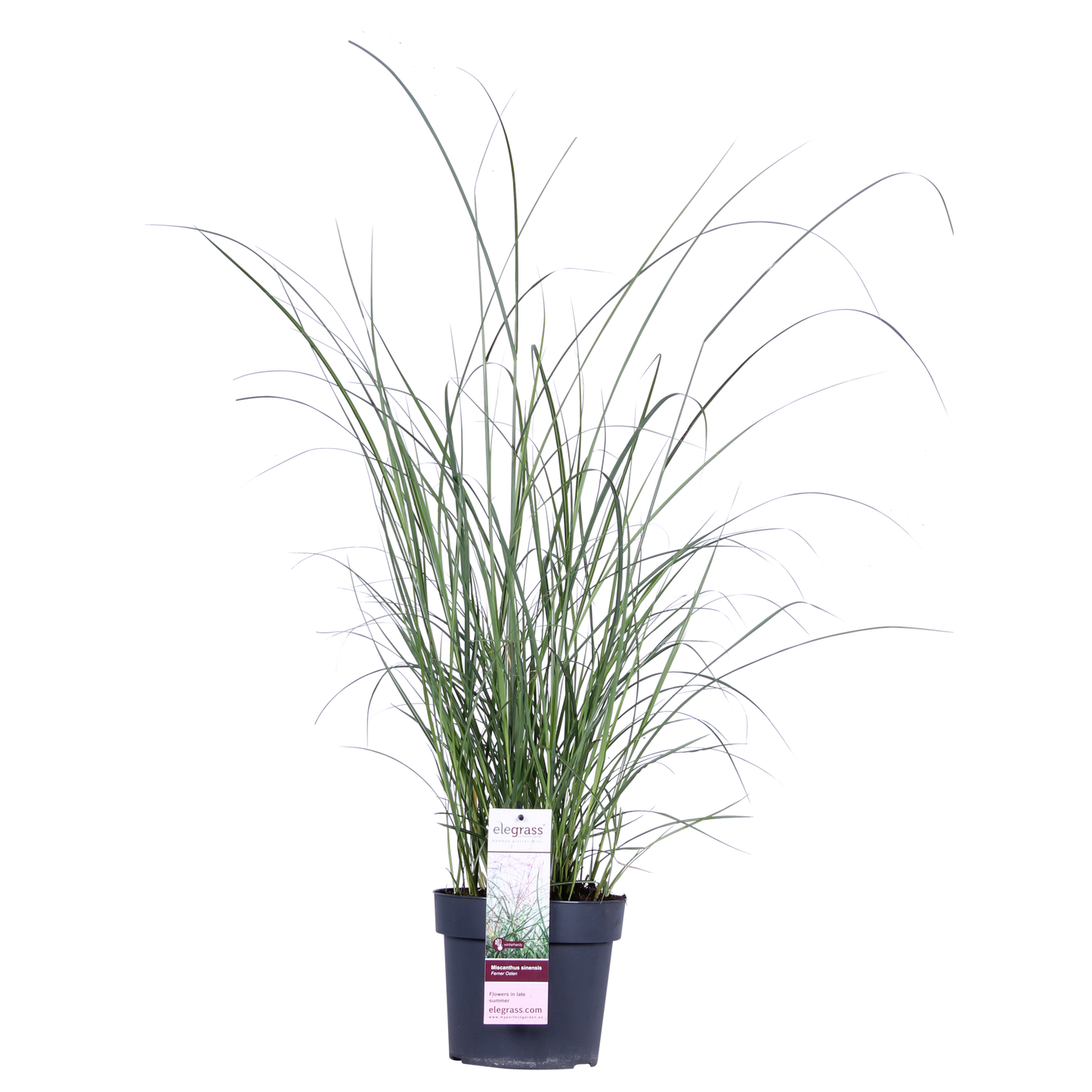 Miscanthus sinensis Ferner Osten - Ø19cm - ↕50cm - Pflanzfix24