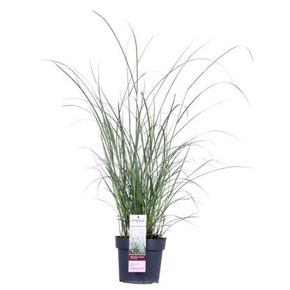 Miscanthus sinensis Ferner Osten - Ø19cm - ↕50cm - Pflanzfix24
