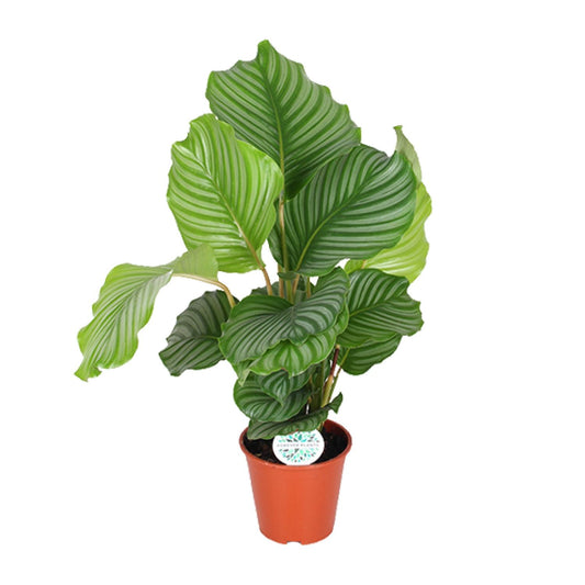 Calathea Orbifolia - Ø17cm bei Pflanzfix24