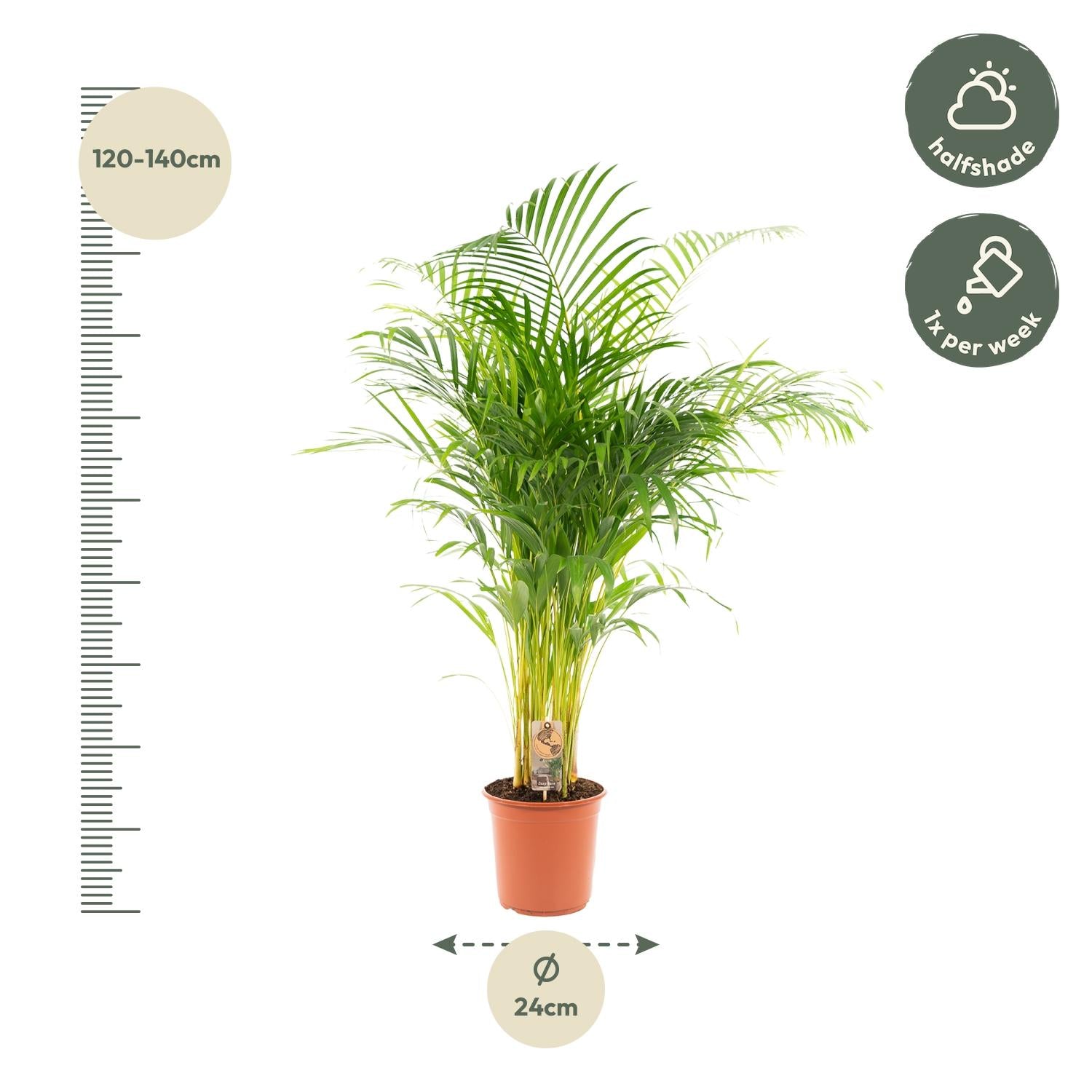 Areca-Palme - Ø21cm - ↕130cm - Pflanzfix24.de - Pflanzfix24.de