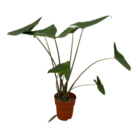 Alocasia Zebrina 80cm Ø21cm - Pflanzfix24.de - Pflanzfix24.de