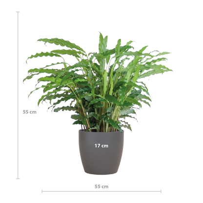 Calathea Rufibarba mit Viber Grau - 55cm - Ø17 - Pflanzfix24