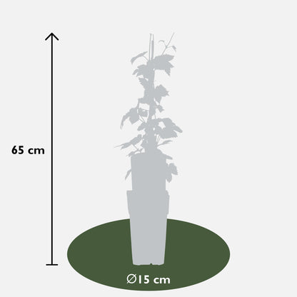 3x Humulus lupulus 'Nordbrau' - 65cm - Ø15 - Pflanzfix24