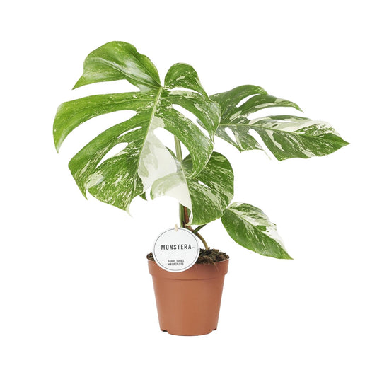 Monstera Variegata Ø15cm 45cm Höhe – Pflanzfix24